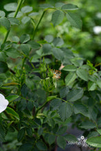 Load image into Gallery viewer, Rosa corymbifera