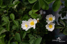 Load image into Gallery viewer, Rosa tomentosa