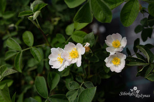 Rosa tomentosa