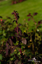 Load image into Gallery viewer, Cyclamen
