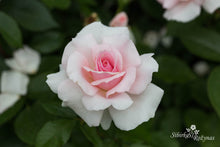 Load image into Gallery viewer, Prince Jardinier