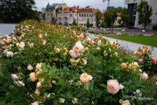 Load image into Gallery viewer, Konsultacijos dėl rožių pasirinkimo. Dizaineriams, landšafto architektams, savivaldybių specialistams.