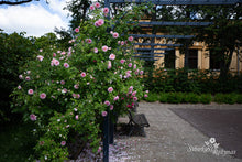 Load image into Gallery viewer, Kir Royal
