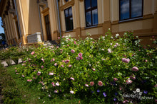 Load image into Gallery viewer, Konsultacijos dėl rožių pasirinkimo. Dizaineriams, landšafto architektams, savivaldybių specialistams.