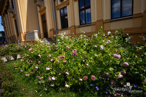 Konsultacijos dėl rožių pasirinkimo. Dizaineriams, landšafto architektams, savivaldybių specialistams.