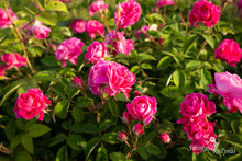 Load image into Gallery viewer, Kawkasskaja Krasnaja