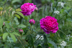 Duc de Guiche