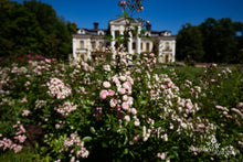Load image into Gallery viewer, Konsultacijos dėl rožių pasirinkimo. Dizaineriams, landšafto architektams, savivaldybių specialistams.