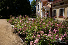 Load image into Gallery viewer, Konsultacijos dėl rožių pasirinkimo. Dizaineriams, landšafto architektams, savivaldybių specialistams.