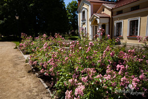 Konsultacijos dėl rožių pasirinkimo. Dizaineriams, landšafto architektams, savivaldybių specialistams.