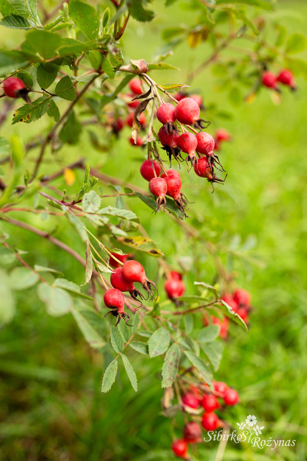Rosa woodsii subsp. ultramontana