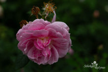 Load image into Gallery viewer, Kir Royal