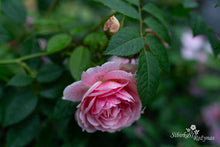 Load image into Gallery viewer, Kir Royal