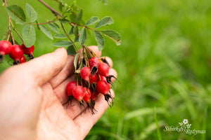 Rosa woodsii subsp. ultramontana