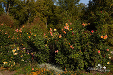 Load image into Gallery viewer, La Villa Cotta