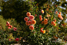 Load image into Gallery viewer, La Villa Cotta