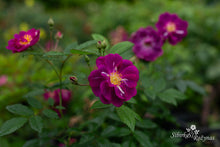 Load image into Gallery viewer, Purple Skyliner