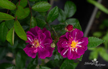 Load image into Gallery viewer, Purple Skyliner