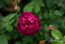 Load image into Gallery viewer, Great Western