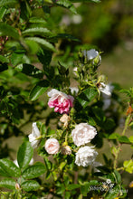 Load image into Gallery viewer, White Grootendorst