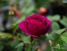 Load image into Gallery viewer, Für Elise