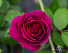 Load image into Gallery viewer, Für Elise