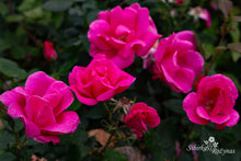 Load image into Gallery viewer, Pink Knock Out