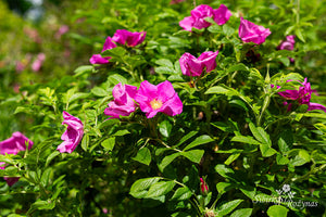 Scabrosa