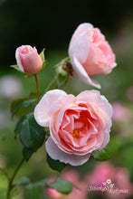 Load image into Gallery viewer, Caroline&#39;s Heart