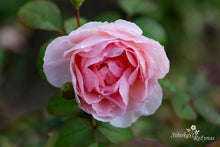 Load image into Gallery viewer, Caroline&#39;s Heart