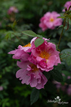 Load image into Gallery viewer, Applejack