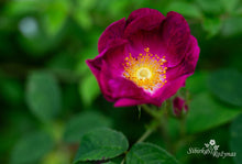 Load image into Gallery viewer, Karin Schade