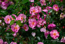 Load image into Gallery viewer, Lavender Meidiland