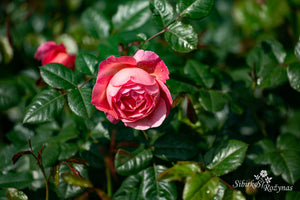 Flora Colonia