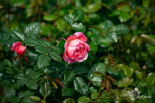Load image into Gallery viewer, Flora Colonia