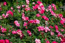Load image into Gallery viewer, Pink Knock Out