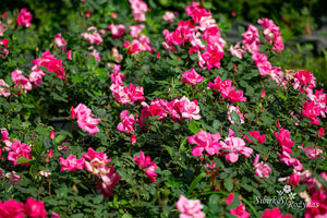 Pink Knock Out