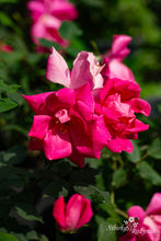 Load image into Gallery viewer, Pink Knock Out