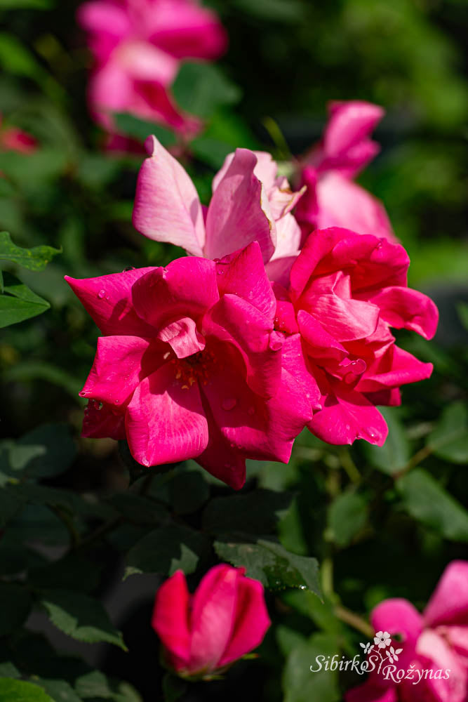 Pink Knock Out