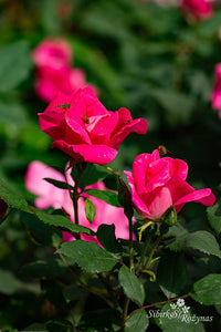 Pink Knock Out