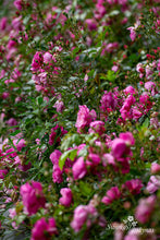 Load image into Gallery viewer, Lavender Meidiland