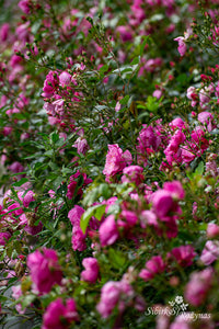Lavender Meidiland