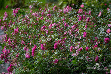 Load image into Gallery viewer, Lavender Meidiland
