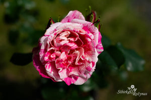 Raspberry Cream Twirl