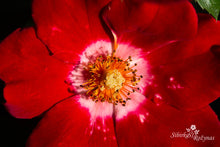 Load image into Gallery viewer, Light my Fire