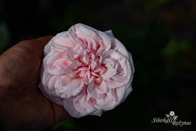 Load image into Gallery viewer, Souvenir de La Malmaison