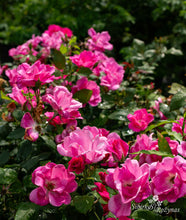 Load image into Gallery viewer, Pink Knock Out