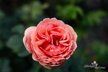 Load image into Gallery viewer, Park Abbey Rose