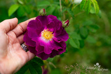 Load image into Gallery viewer, Merveille