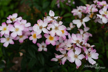 Load image into Gallery viewer, Lyda Rose